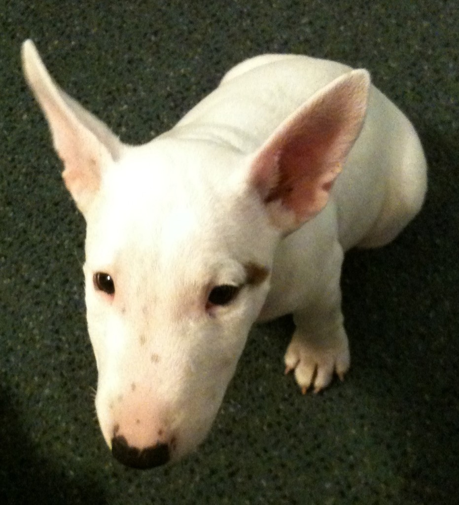 Benny2