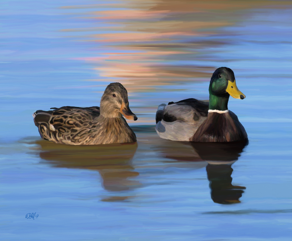 Mallard Couple